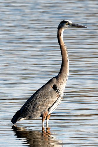 Camping at Carlyle Lake