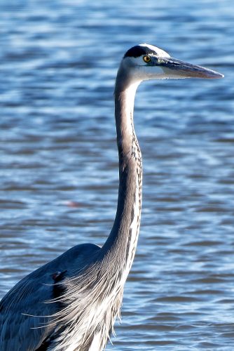 Camping at Carlyle Lake