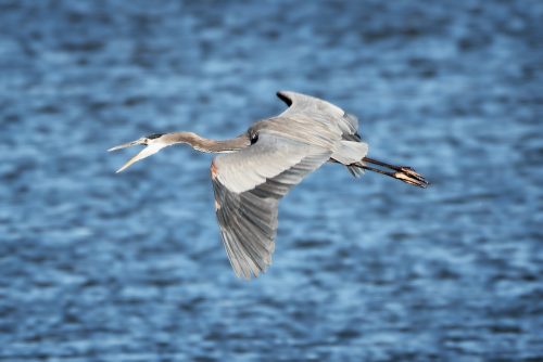 Camping at Carlyle Lake