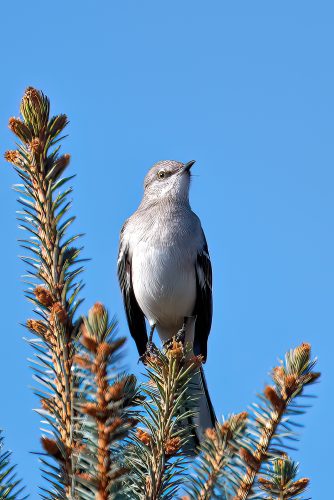 Mockingbird Don't Sing