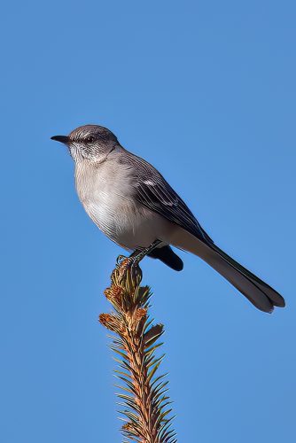 Mockingbird Don't Sing