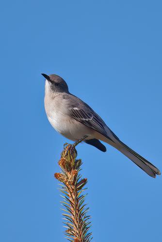 Mockingbird Don't Sing