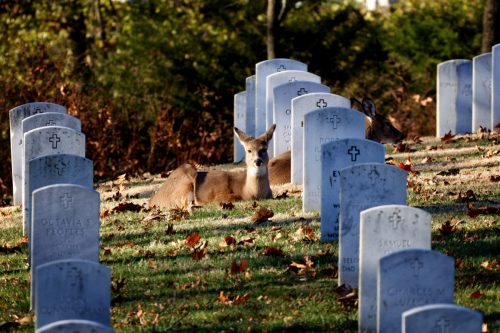 Deer Relaxing 11252021