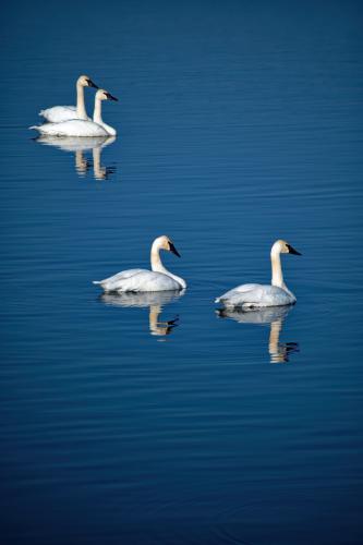 Reflections of the Riverlands