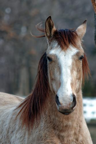 Pasture Pets