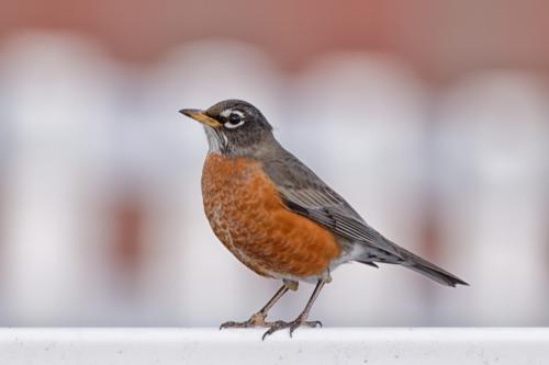 Robin on a Fence 01292021