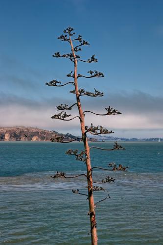 San Francisco Bay