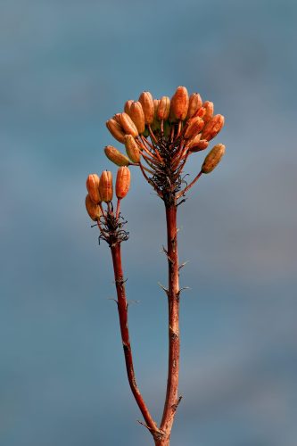 Point Sur Lighthouse