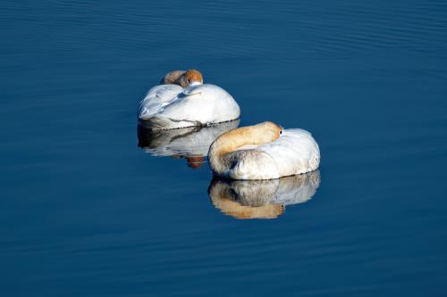 Reflections of the Riverlands