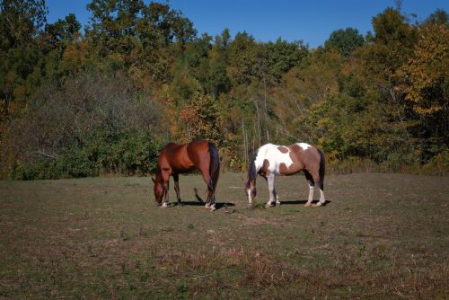 Z5E_0064-NEF_DxO_DeepPRIME_Nik-DeNoiseAI-standard_Nik_Nik_DxO