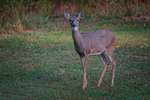 Z5E_0253-NEF_DxO_DeepPRIME_Nik-DeNoiseAI-standard_Nik_Nik_DxO