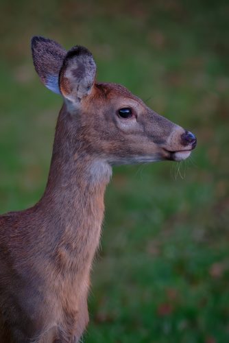 Z5E_0255-NEF_DxO_DeepPRIME_Nik-DeNoiseAI-standard_Nik_Nik_DxO