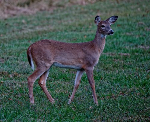 Z5E_0257-NEF_DxO_DeepPRIME_Nik-DeNoiseAI-standard_Nik_DxO