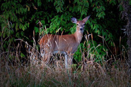 Z5E_0267-NEF_DxO_DeepPRIME_Nik-DeNoiseAI-standard_Nik_Nik_DxO