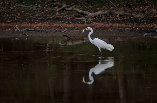 Z5E_0274-NEF_DxO_DeepPRIME_Nik-DeNoiseAI-standard_Nik_Nik_DxO