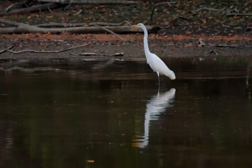 Z5E_0278-NEF_DxO_DeepPRIME_Nik-DeNoiseAI-standard_Nik_Nik_DxO