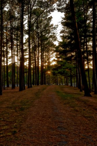 Z5E_0292-NEF_DxO_DeepPRIME_Nik-DeNoiseAI-standard_Nik_DxO