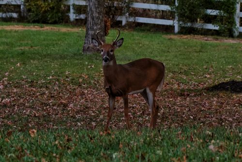 Z5E 0514-NEF DxO DeepPRIME Nik Nik DxO