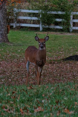 Z5E 0519-NEF DxO DeepPRIME Nik-DeNoiseAI-low-light Nik DxO