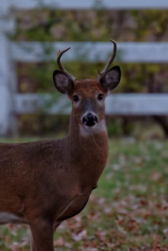Z5E 0521 Nik-DeNoiseAI-low-light Nik Nik DxO