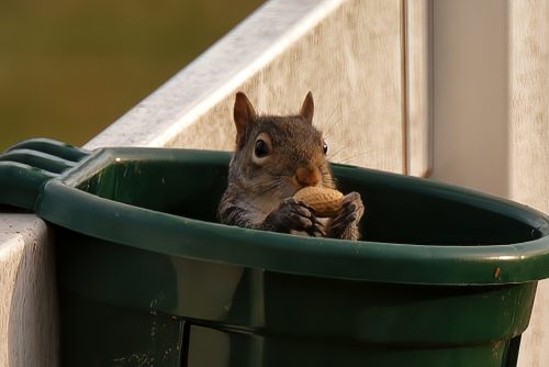 Z5E_0608_Nik-DeNoiseAI-standard_Nik_DxO