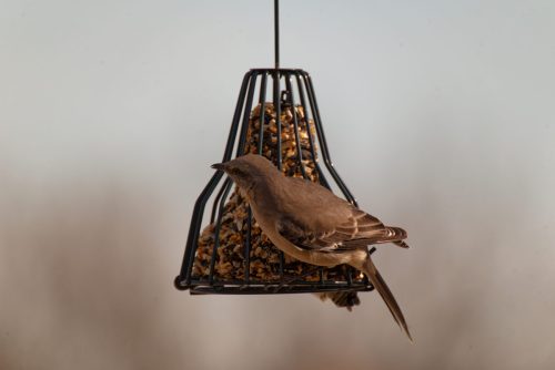 Z5E_0618-NEF_DxO_DeepPRIME_Nik-DeNoiseAI-standard_Nik_DxO