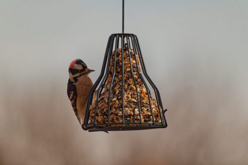 Z5E_0621-NEF_DxO_DeepPRIME_Nik-DeNoiseAI-standard_Nik_DxO_DxO_DxO_DxO