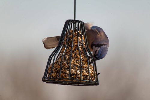 Z5E_0628-NEF_DxO_DeepPRIME_Nik-DeNoiseAI-standard_Nik_DxO_DxO