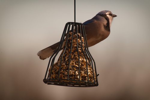 Z5E_0631-NEF_DxO_DeepPRIME_Nik-DeNoiseAI-standard_Nik_DxO