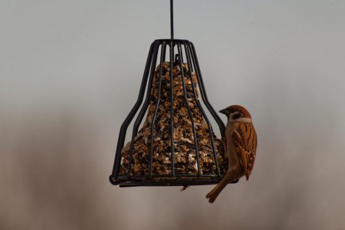 Z5E_0642-NEF_DxO_DeepPRIME_Nik-DeNoiseAI-standard_Nik_DxO