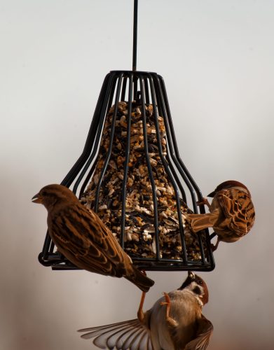 Z5E_0643-NEF_DxO_DeepPRIME_Nik-DeNoiseAI-standard_Nik_DxO