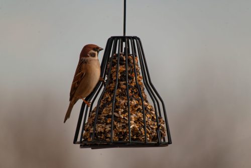 Z5E_0646-NEF_DxO_DeepPRIME_Nik-DeNoiseAI-standard_Nik_DxO_DxO