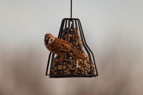 Z5E_0649-NEF_DxO_DeepPRIME_Nik-DeNoiseAI-standard_Nik_DxO_DxO