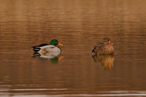 Z5E_0679-NEF_DxO_DeepPRIME_Nik-DeNoiseAI-standard_Nik_DxO