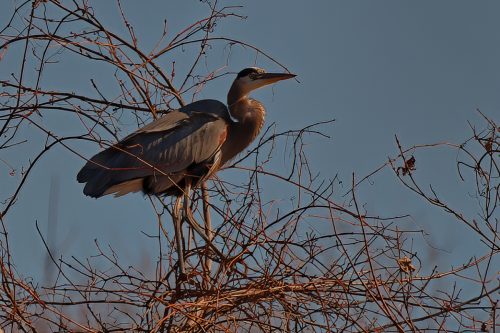Z5E_0810-NEF_DxO_DeepPRIME_Nik-DeNoiseAI-standard_Nik_DxO