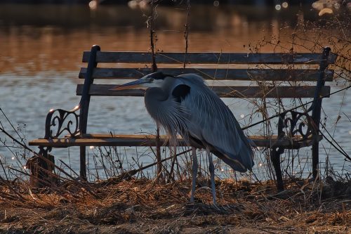 Z5E_0811-NEF_DxO_DeepPRIME_Nik-DeNoiseAI-standard_Nik_DxO