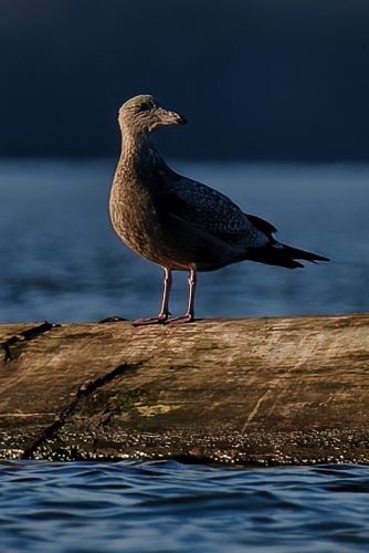 Z5E_0840-NEF_DxO_DeepPRIME_Nik-DeNoiseAI-standard_Nik_Nik_DxO-1