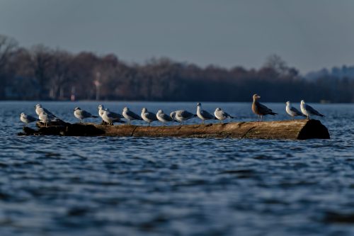 Z5E_0840-NEF_DxO_DeepPRIME_Nik-DeNoiseAI-standard_Nik_Nik_DxO