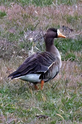 Z5E_0907_Nik-DeNoiseAI-severe-noise_Nik_DxO