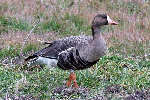 Z5E_0909_Nik-DeNoiseAI-standard_Nik_DxO