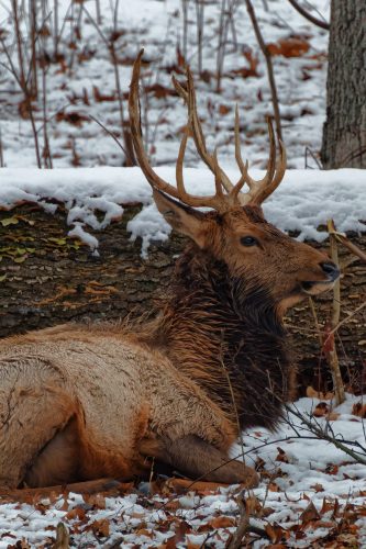 Z5E_0923-NEF_DxO_DeepPRIME_Nik-DeNoiseAI-standard_Nik_DxO