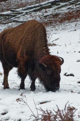 Z5E_0935-NEF_DxO_DeepPRIME_Nik-DeNoiseAI-standard_Nik_DxO_DxO