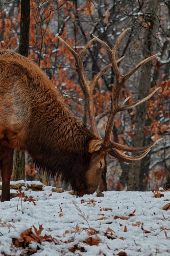 Z5E_0944-NEF_DxO_DeepPRIME_Nik-DeNoiseAI-standard_Nik_DxO