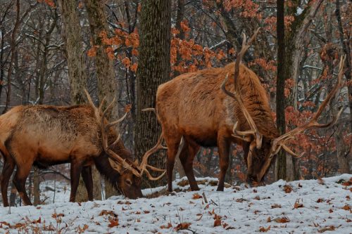 Z5E_0956-NEF_DxO_DeepPRIME_Nik-DeNoiseAI-standard_Nik_DxO