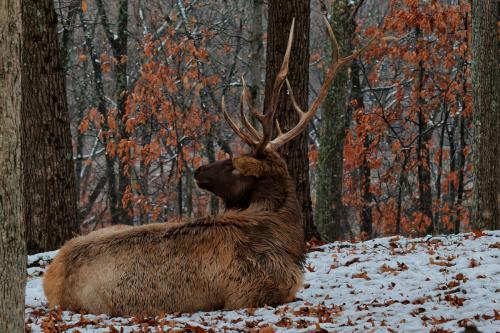 Z5E_0962-NEF_DxO_DeepPRIME_Nik-DeNoiseAI-standard_Nik_DxO