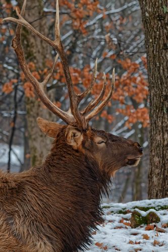 Z5E_0968-NEF_DxO_DeepPRIME_Nik-DeNoiseAI-standard_Nik_DxO