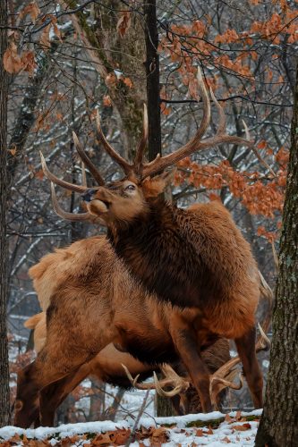 Z5E_0971-NEF_DxO_DeepPRIME_Nik-DeNoiseAI-standard_Nik_DxO