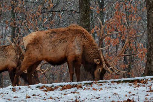Z5E_0975-NEF_DxO_DeepPRIME_Nik-DeNoiseAI-standard_Nik_DxO