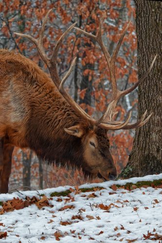 Z5E_0976-NEF_DxO_DeepPRIME_Nik-DeNoiseAI-standard_Nik_DxO
