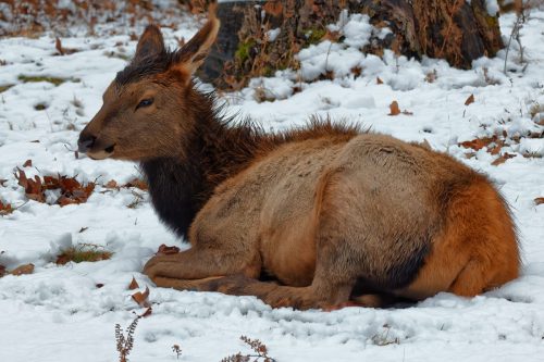 Z5E_0995-NEF_DxO_DeepPRIME_Nik-DeNoiseAI-standard_Nik_DxO